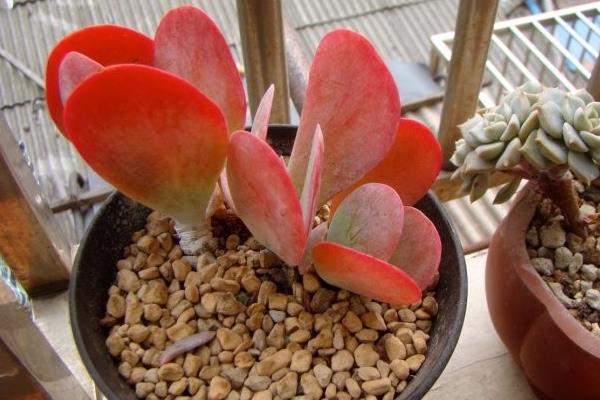 多肉植物唐印圖片大全(含老樁) 唐印多肉特點與簡介