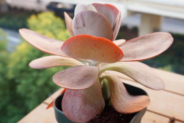 多肉植物唐印圖片大全(含老樁) 唐印多肉特點與簡介