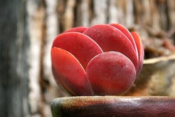 多肉植物唐印圖片大全(含老樁) 唐印多肉特點與簡介