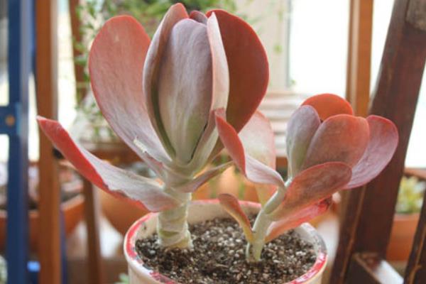 多肉植物唐印圖片大全(含老樁) 唐印多肉特點與簡介