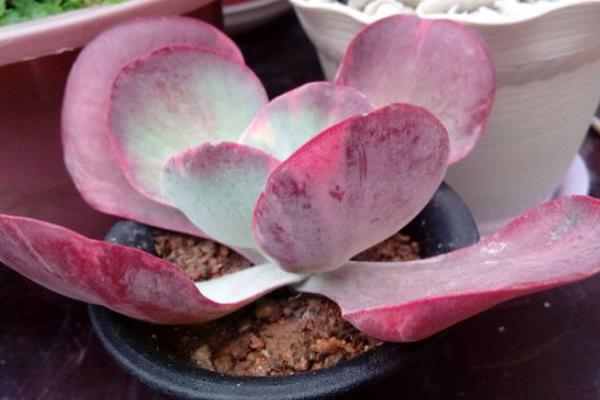 多肉植物唐印圖片大全(含老樁) 唐印多肉特點與簡介