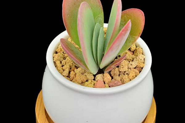 多肉植物唐印圖片大全(含老樁) 唐印多肉特點與簡介