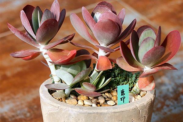 多肉植物唐印圖片大全(含老樁) 唐印多肉特點與簡介