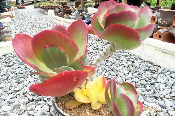 多肉植物唐印圖片大全(含老樁) 唐印多肉特點與簡介