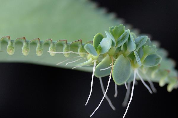 落地生根圖片大全（含開花） 落地生根品種大全
