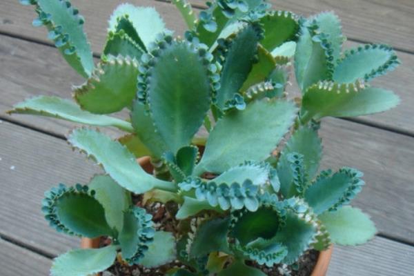 落地生根圖片大全（含開花） 落地生根品種大全