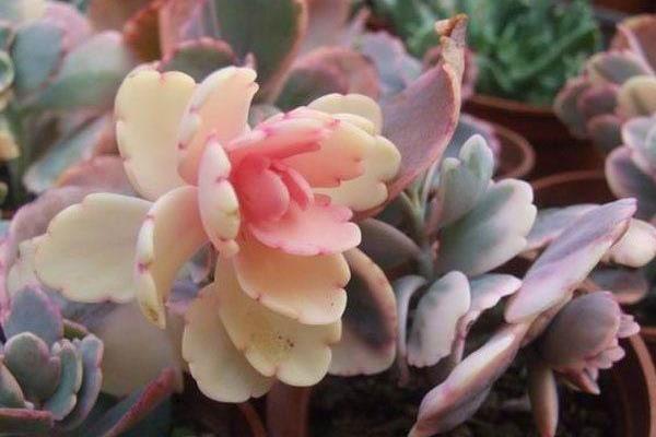 落地生根圖片大全（含開花） 落地生根品種大全