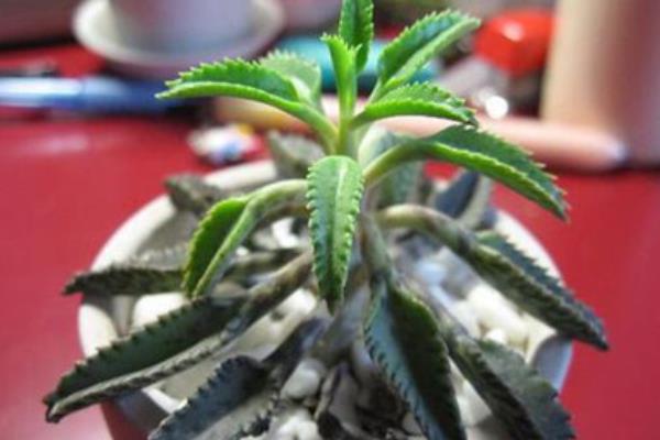 落地生根圖片大全（含開花） 落地生根品種大全