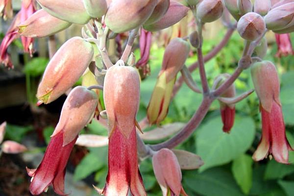 落地生根圖片大全（含開花） 落地生根品種大全