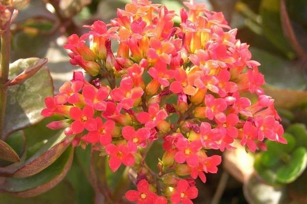 落地生根圖片大全（含開花） 落地生根品種大全