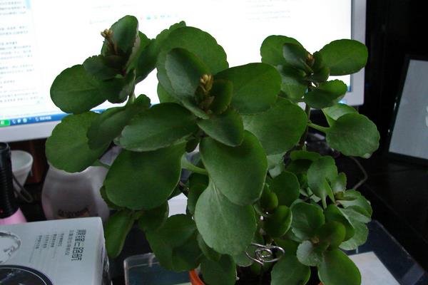 落地生根圖片大全（含開花） 落地生根品種大全