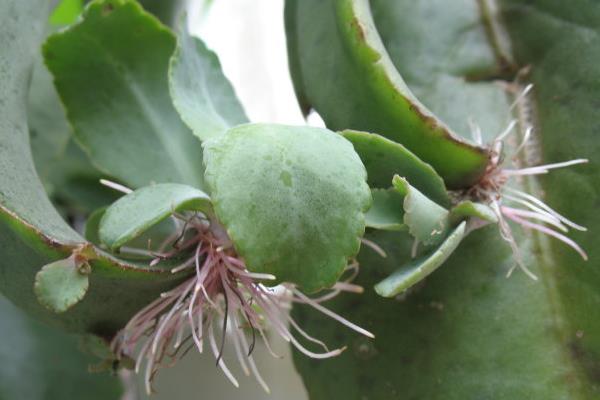 落地生根圖片大全（含開花） 落地生根品種大全