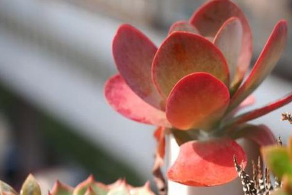 唐印葉插多久出芽 唐印多肉怎么養快速爆盆