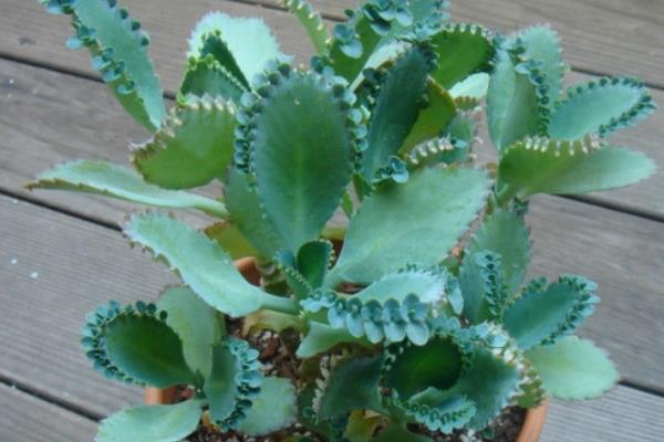 落地生根養幾年能開花 落地生根怎么修剪葉子