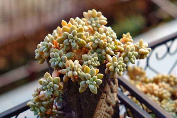 多肉姬秋麗怎么養才能爆盆姬秋麗扦插繁殖方法