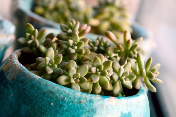 多肉姬秋麗怎么養才能爆盆姬秋麗扦插繁殖方法