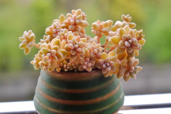 多肉姬秋麗怎么養才能爆盆姬秋麗扦插繁殖方法