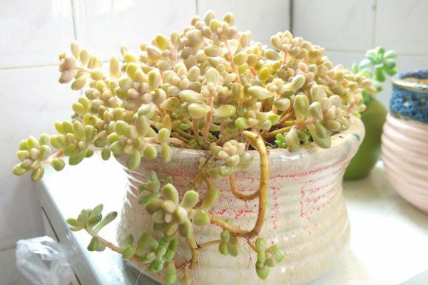 多肉姬秋麗怎么養才能爆盆姬秋麗扦插繁殖方法