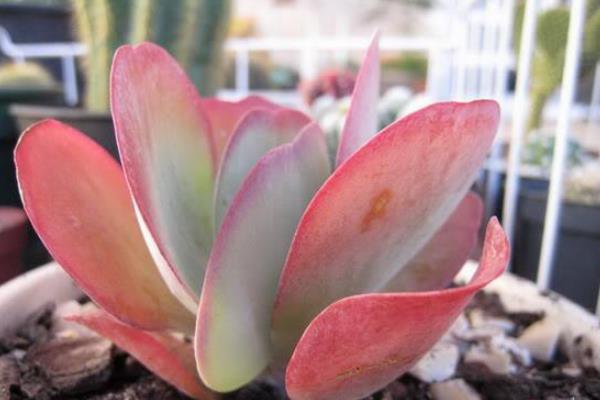 唐印葉插多久出芽 唐印多肉怎么養(yǎng)快速爆盆