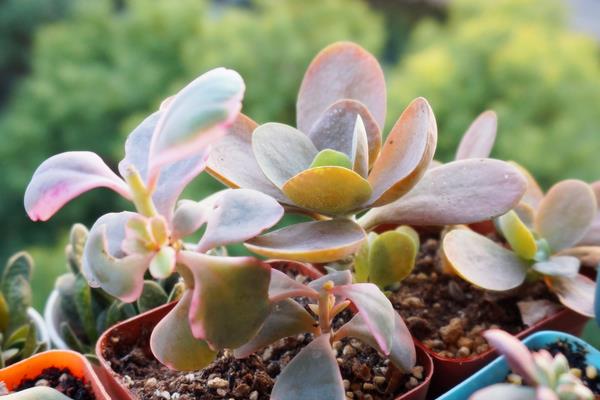 唐印葉插多久出芽 唐印多肉怎么養(yǎng)快速爆盆