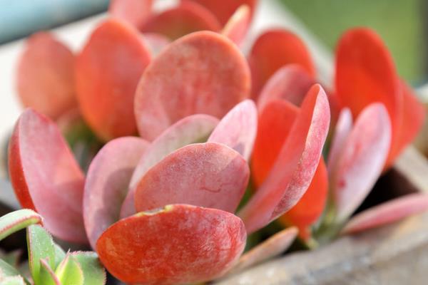 唐印葉插多久出芽 唐印多肉怎么養(yǎng)快速爆盆