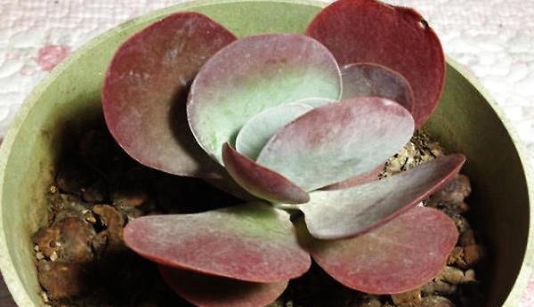 唐印葉插多久出芽 唐印多肉怎么養(yǎng)快速爆盆