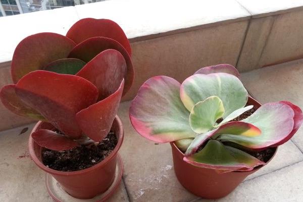 唐印葉插多久出芽 唐印多肉怎么養(yǎng)快速爆盆