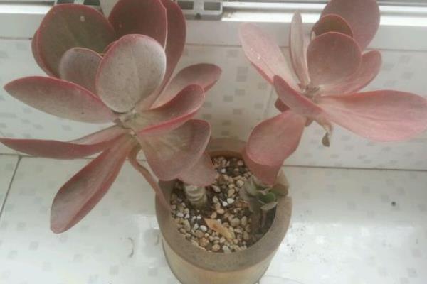 唐印葉子變軟的原因及解決方法 唐印掉葉子怎么辦