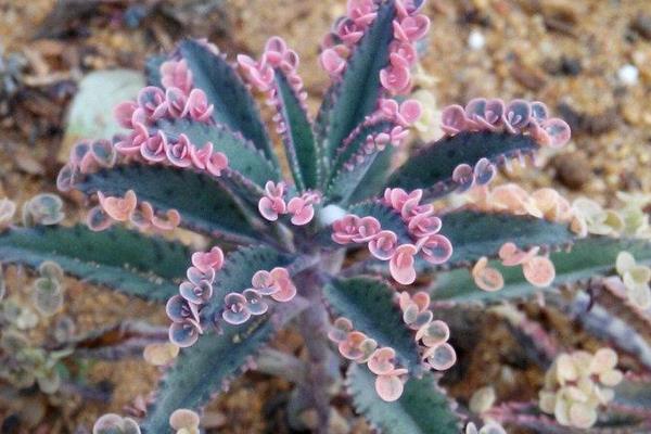 落地生根澆水、施肥方法 落地生根葉子邊緣發黑發紅怎么辦