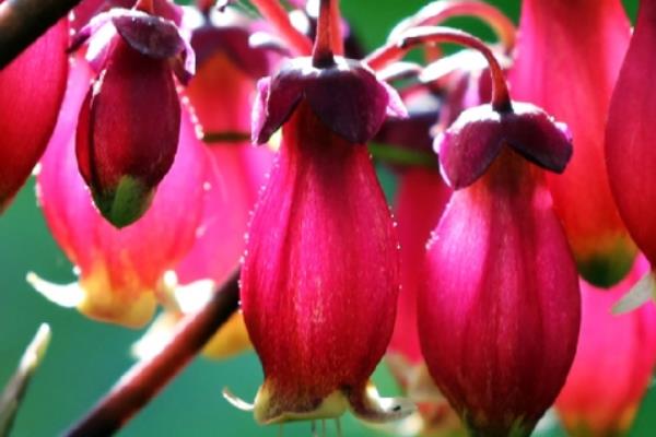 宮燈長壽花圖片大全 宮燈長壽花有哪些顏色