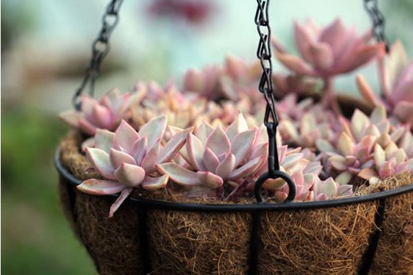 初戀多肉圖片大全（老樁） 多肉初戀特點與簡介