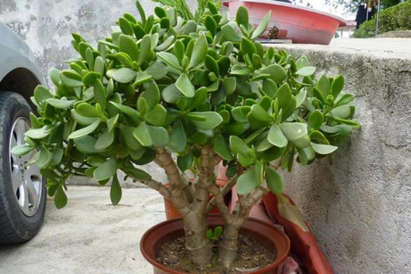 燕子掌的養殖方法和注意事項 燕子掌怎么修剪