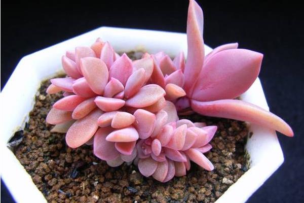 初戀多肉圖片大全（老樁） 多肉初戀特點與簡介