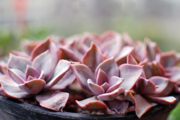 初戀多肉圖片大全（老樁） 多肉初戀特點與簡介