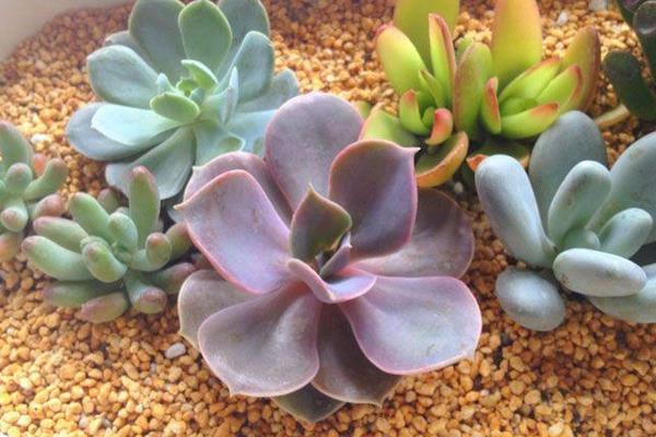 初戀多肉圖片大全（老樁） 多肉初戀特點與簡介