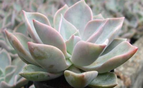 初戀多肉圖片大全（老樁） 多肉初戀特點與簡介