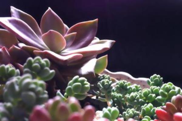 初戀多肉圖片大全（老樁） 多肉初戀特點與簡介