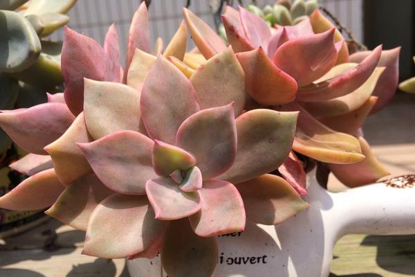 初戀多肉圖片大全（老樁） 多肉初戀特點與簡介