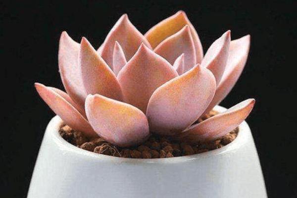 初戀多肉圖片大全（老樁） 多肉初戀特點與簡介