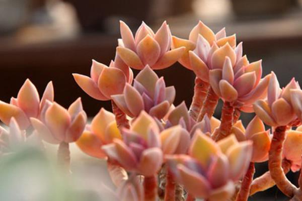 初戀多肉圖片大全（老樁） 多肉初戀特點與簡介