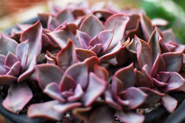 初戀多肉圖片大全（老樁） 多肉初戀特點與簡介