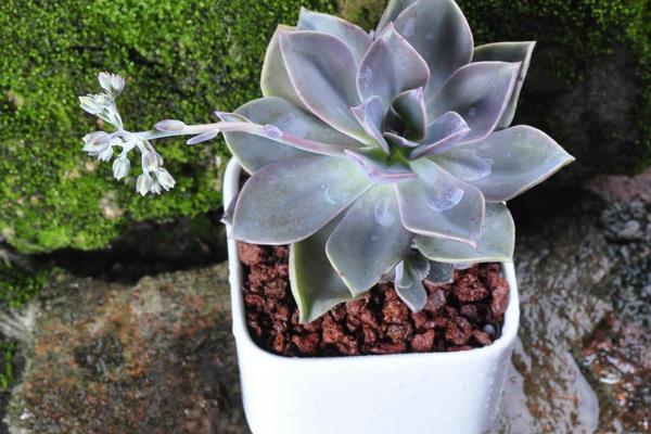 初戀多肉圖片大全（老樁） 多肉初戀特點與簡介