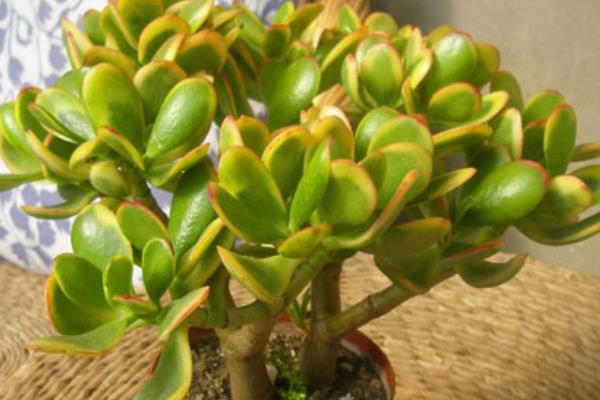 燕子掌圖片大全（好看的造型） 燕子掌多肉特點與簡介