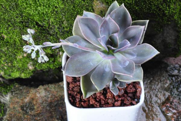 初戀多肉掉葉子的原因及解決方法 初戀多肉長黑斑怎么辦