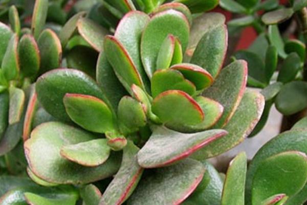 燕子掌圖片大全（好看的造型） 燕子掌多肉特點與簡介