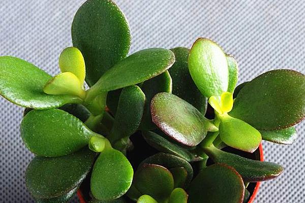燕子掌圖片大全（好看的造型） 燕子掌多肉特點與簡介