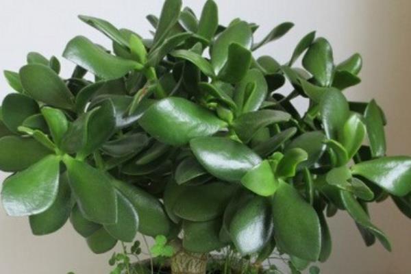 燕子掌圖片大全（好看的造型） 燕子掌多肉特點與簡介