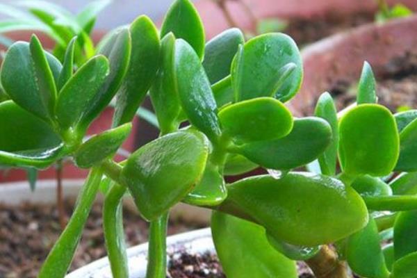 燕子掌圖片大全（好看的造型） 燕子掌多肉特點與簡介