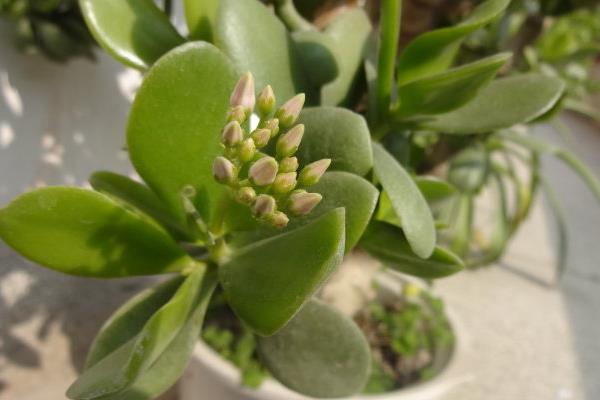 燕子掌圖片大全（好看的造型） 燕子掌多肉特點與簡介