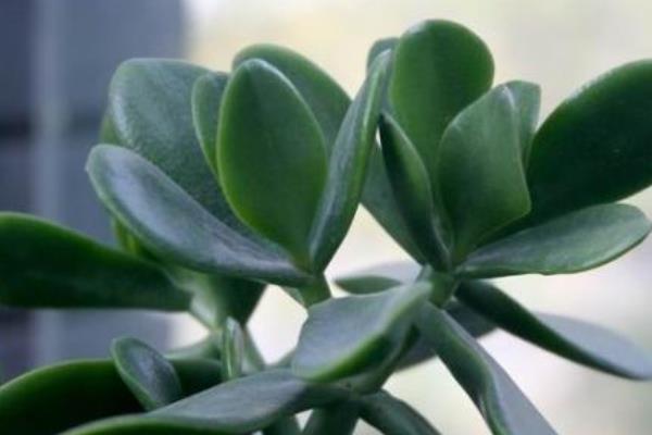 燕子掌圖片大全（好看的造型） 燕子掌多肉特點與簡介